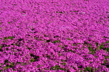 The moss phlox is in full bloom
