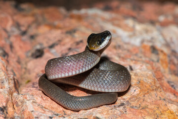 A beautiful red-lipped herald snake (Crotaphopeltis hotamboeia), also called a herald snake, displaying its signature defensiveness 