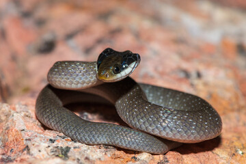 A beautiful red-lipped herald snake (Crotaphopeltis hotamboeia), also called a herald snake, displaying its signature defensiveness 