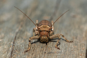 A beautiful horn corncricket (Enyaliopsis sp) in the wild in central Zambia