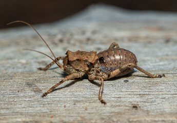 A beautiful horn corncricket (Enyaliopsis sp) in the wild in central Zambia
