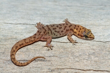 A beautiful pointed thick-toed gecko (Pachydactylus punctatus) on a fallen tree in the wild in Zambia