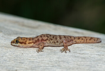 A beautiful pointed thick-toed gecko (Pachydactylus punctatus) on a fallen tree in the wild in Zambia