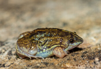 A beautiful shovel-nosed frog (Hemisus barotseensis) found on the Barotse floodplain along the Zambezi River, Zambia