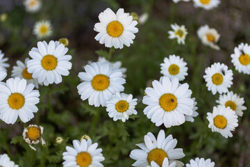 カモミールの花