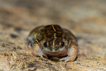 A beautiful shovel-nosed frog (Hemisus barotseensis) found on the Barotse floodplain along the Zambezi River, Zambia