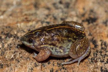 A beautiful shovel-nosed frog (Hemisus barotseensis) found on the Barotse floodplain along the Zambezi River, Zambia