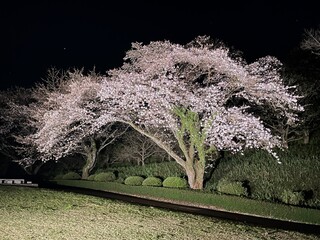Illuminated cherry blossoms at night are fantastic and beautiful