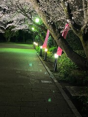 Illuminated cherry blossoms at night are fantastic and beautiful