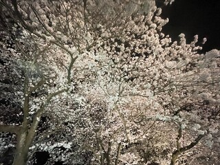 Illuminated cherry blossoms at night are fantastic and beautiful