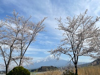The cherry blossoms are in full bloom