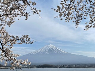 The cherry blossoms are in full bloom