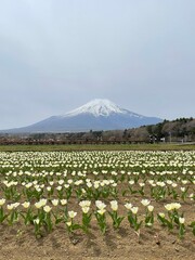 This park is famous for its beautiful flowers blooming in the spring