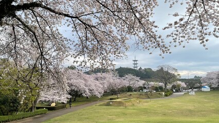 The cherry blossoms have fully bloomed