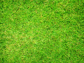 Fototapeta premium Green grass outdoor texture background