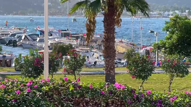 Watering flowers in the garden with beautiful view of the blue sea bay.and the seashore with palm trees and green grass
