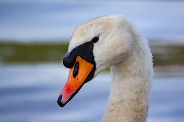 Swan in the river close up