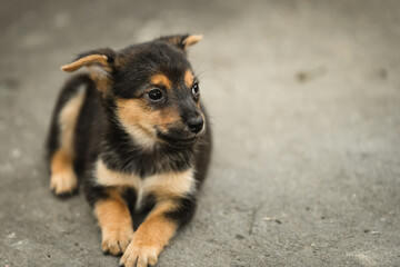 cute black puppy lounging on the ground
