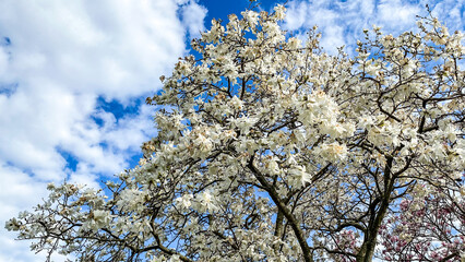 Spring Bloom in the Arboretum in Madison Wisconsin
