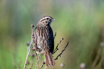 Song Sparrow