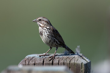 Song Sparrow