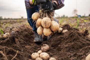 Woman harvesting fresh organicpotatoes  in the  field.