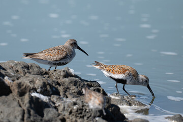 Western sandpiper standing on water