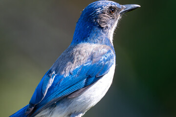 California Scrub-Jay