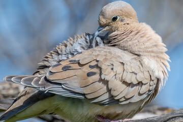 Close-up of mourning dove perched on branch