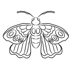 Colorful Butterfly art print poster,Butterfly wall decor.Set of realistic vector butterfly.Collection of vintage elegant illustrations of butterfly.Clip art.Design element for your project.line art