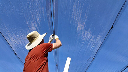 Farmer installing anti hail netting on a agricultural farm for protecting fruits, vegetables and...