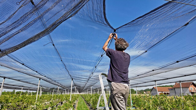 Farmer installing anti hail netting on a agricultural farm for protecting fruits, vegetables and crops from severe weather conditions.