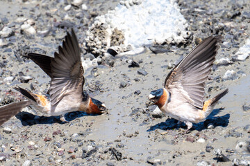 Cliff swallow collecting mud