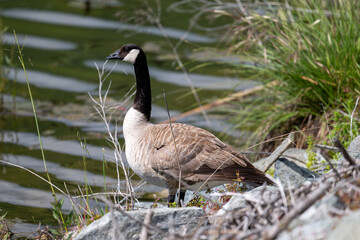 Canada goose