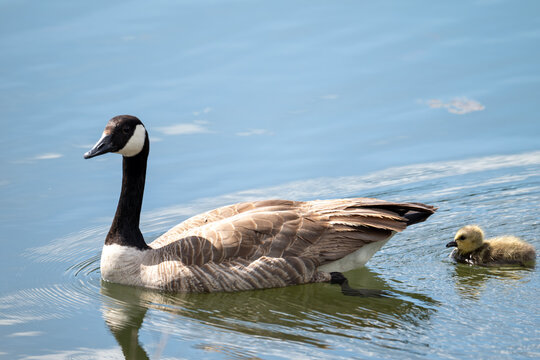 Mother goose swimming with gooslings in a lake