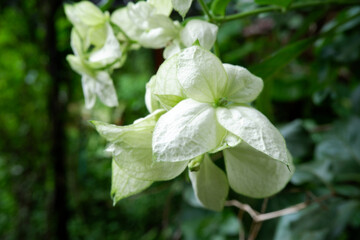 Bougainvillea flowers with green leaves. Close-up greenish-white flowers in the jungle with concepts of plants, tropical tree, and wood. Beautiful bougainvillea texture with nature and blooming concep