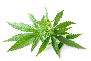 green cannabis background