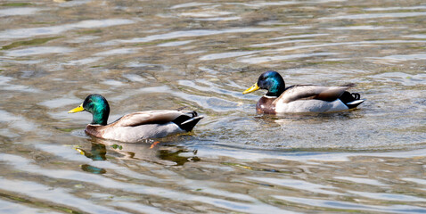 Obraz premium Mallard on water