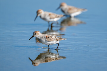 Western sandpiper standing on water
