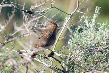 California towhee