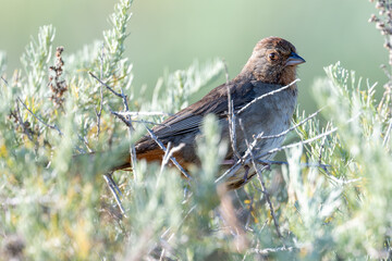 California towhee