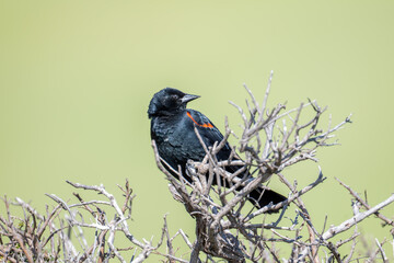 Close-up of red-winged blackbird perched on branch