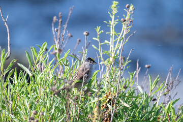 Close-up of golden-crowned sparrow perched on branch