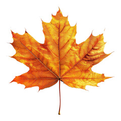 Obraz premium Autumn leaf isolated on transparent background