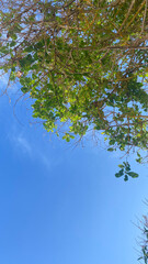 a tree with green leaves on a blue sky with a few clouds on the background