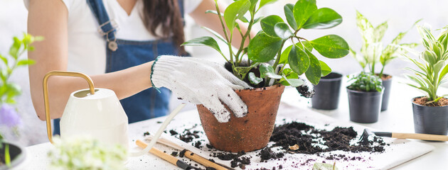 Naklejka na ściany i meble Spring hobby, asian young woman, girl hand transplanting in ceramic flower pot, houseplant with dirt or soil on table at home, gardening tree plant in garden farm, green tropical, beauty and nature.