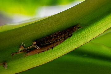 two larvae of Giant Owl Butterfly (Caligo memnon) on a heliconia leaf