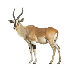 Fototapeta premium antelope isolated on white