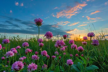 Sunset Serenity: Pink Wildflowers in Nature's Meadow under a Blue Sky