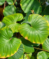 Heart-shaped leaves with deep green hues, Homalomena Rubescens.